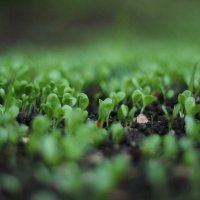 green-leafed-plant-bokeh-photography-767240